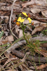 Diuris brumalis