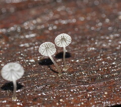 Mycena piringa