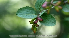 Viburnum mongolicum