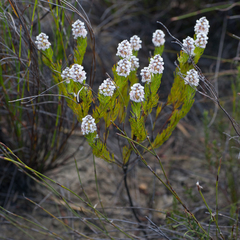 Spatalla mollis