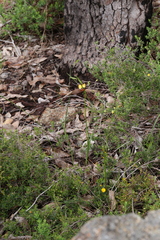 Diuris brumalis