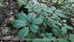 Eleutherococcus senticosus