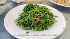 Clematis brevicaudata