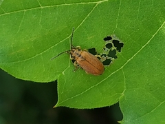 Xanthogaleruca maculicollis