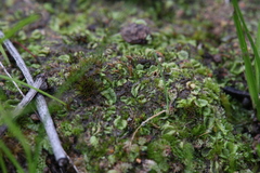 Lethocolea