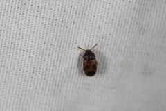 Mycetophagus flexuosus