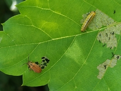 Xanthogaleruca maculicollis