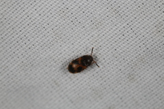 Mycetophagus flexuosus