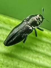 Aphanisticus