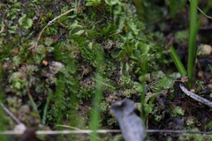 Lethocolea
