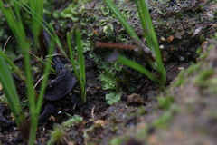 Lethocolea