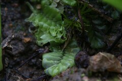 Lethocolea