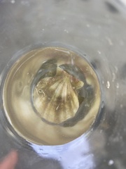 Flexopecten flexuosus