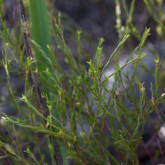 Coleonema juniperinum