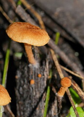 Cystoderma muscicola