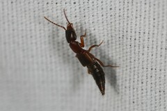 Achenomorphus corticinus