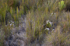 Spatalla mollis