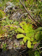Sempervivum