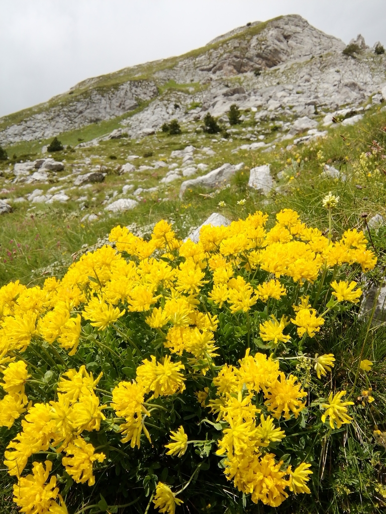 Anthyllis aurea
