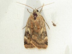 Cryptocala acadiensis