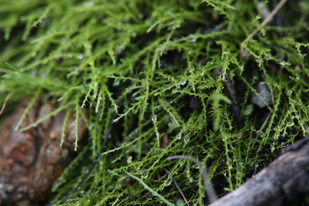 Archidium rehmannii