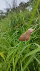 Euhampsonia cristata