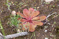 Drosera rosulata