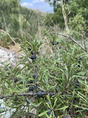 Rhamnus erythroxyloides