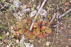 Drosera rosulata