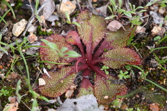 Drosera rosulata