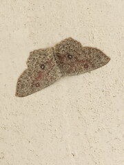 Cyclophora pendularia