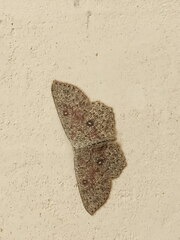 Cyclophora pendularia