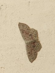 Cyclophora pendularia