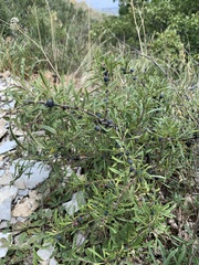 Rhamnus erythroxyloides
