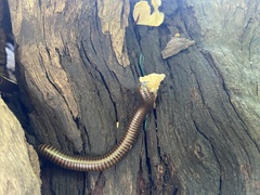 Thyropygus allevatus