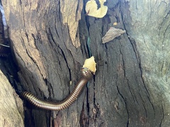 Thyropygus allevatus