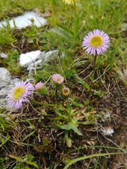 Erigeron alpinus