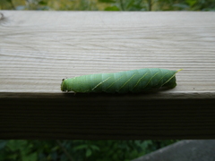 Laothoe populi