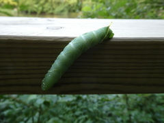 Laothoe populi