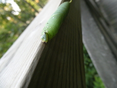 Laothoe populi