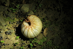 Trypoxylus dichotomus tsunobosonis