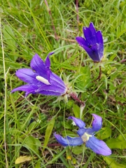 Edraianthus
