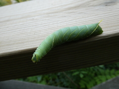 Laothoe populi