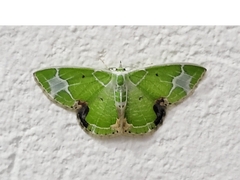 Comibaena albimarginata