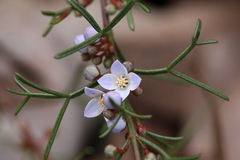 Cyanothamnus ramosus anethifolia