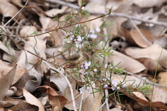 Cyanothamnus ramosus anethifolia