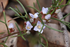 Cyanothamnus ramosus anethifolia