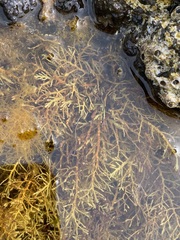 Cystoseira humilis