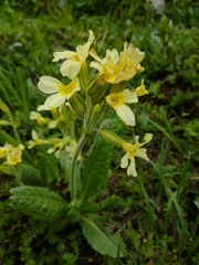 Primula intricata