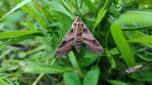 Deilephila askoldensis